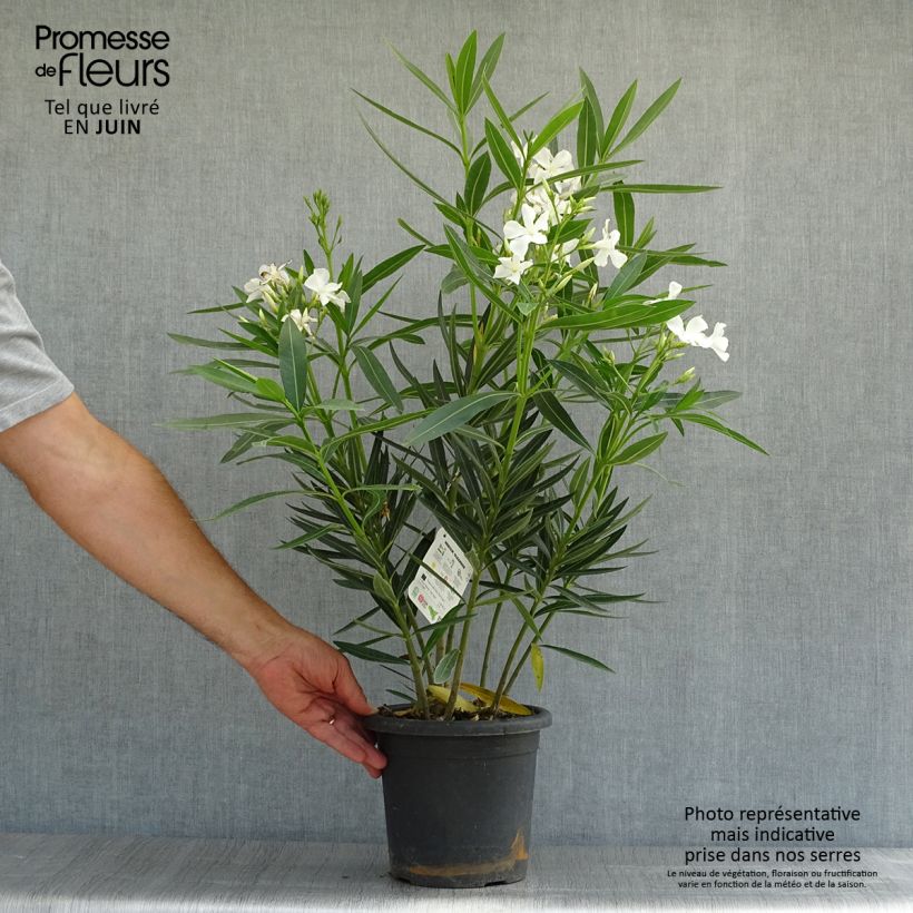 Esemplare di Nerium oleander Soeur Agnes - Oleandro Vaso da 3L/4L, A cespuglio consegnato in estate
