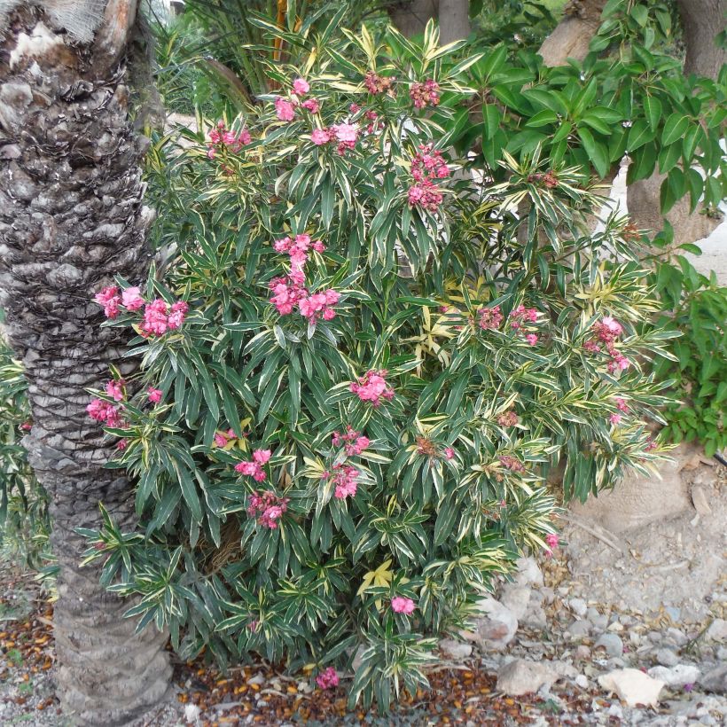 Nerium oleander Variegata - Oleandro (Plant habit)