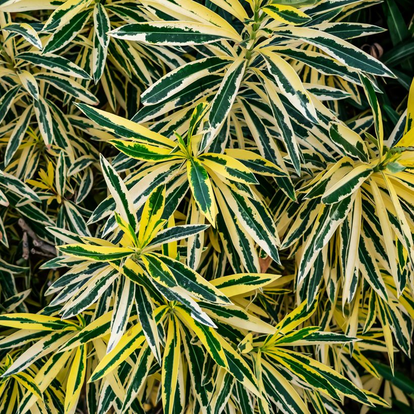 Nerium oleander Variegata - Oleandro (Foliage)