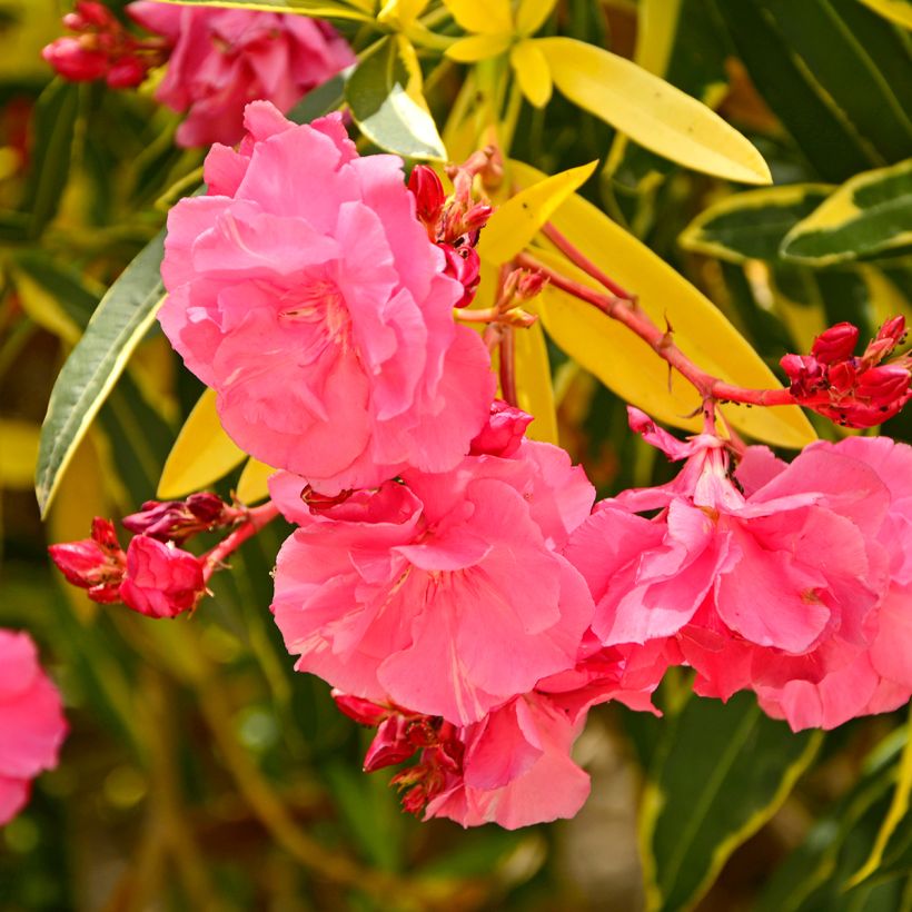 Nerium oleander Variegata - Oleandro (Flowering)