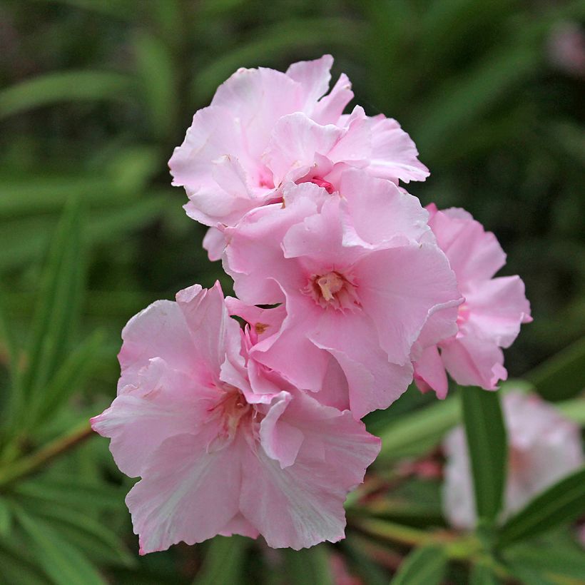Nerium oleander Roseum Plenum - Oleandro (Flowering)