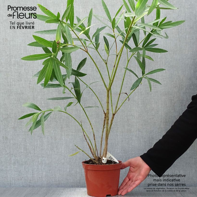 Esemplare di Nerium oleander Roseum Plenum - Oleandro Vaso da 2L/3L, A cespuglio come consegnato in autunno