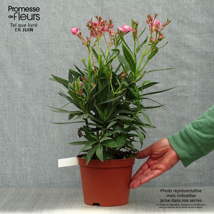 Esemplare di Nerium oleander Roseum Plenum - Oleandro Vaso da 2L/3L, A cespuglio consegnato in estate
