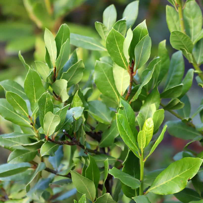 Laurus nobilis De Jerusalem - Alloro (Foliage)