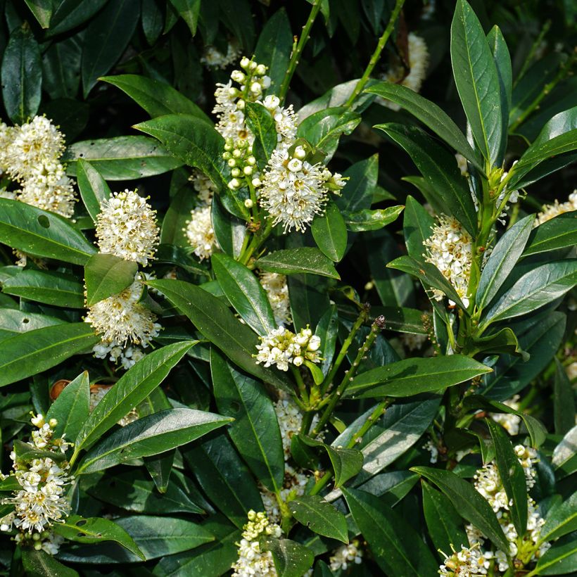 Laurus nobilis De Jerusalem - Alloro (Flowering)