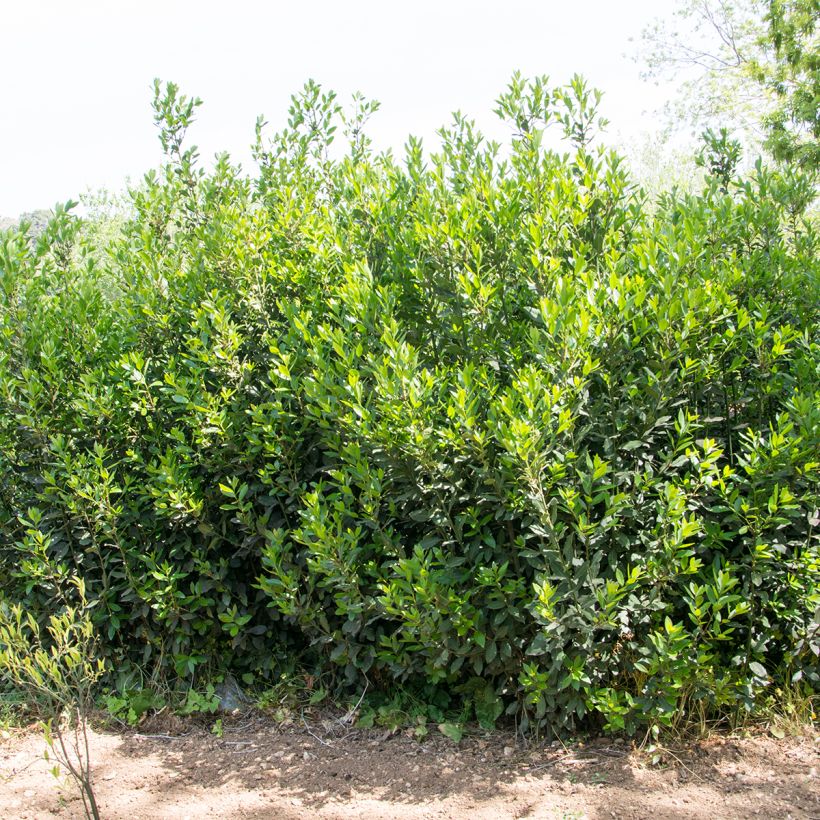 Laurus nobilis De Jerusalem - Alloro (Plant habit)