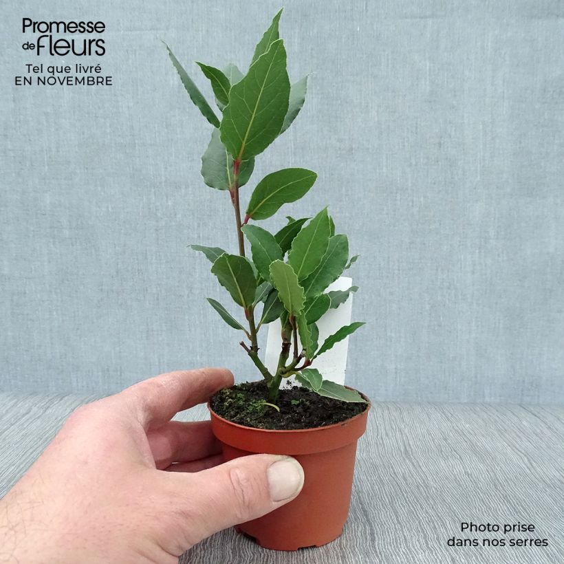 Esemplare di Laurus nobilis - Alloro Vasetto da 8/9 cm come consegnato in autunno