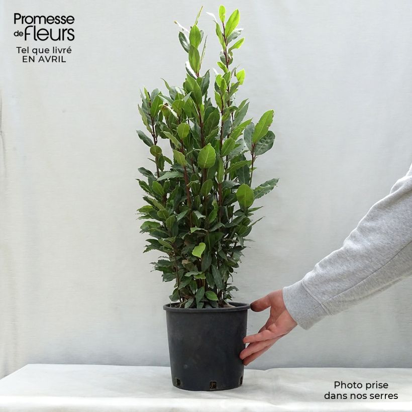 Example of Laurus nobilis - Alloro Vaso da 2L/3L as you get in printemps