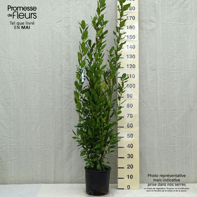 Example of Laurus nobilis - Alloro Vaso da 7,5L/10L as you get in printemps