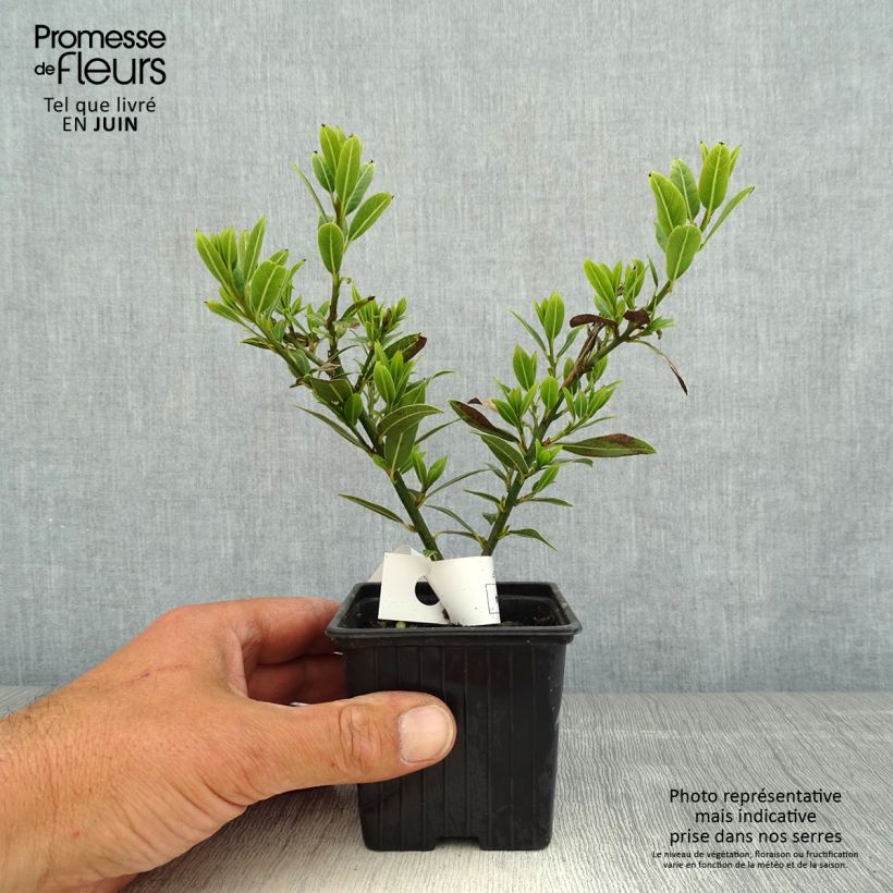 Laurus nobilis Little Laura 'Dan17' - Alloro Vasetto da 8/9 cm esemplare consegnato in primavera