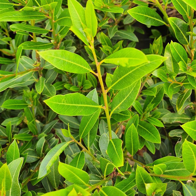 Laurus nobilis Little Laura 'Dan17' - Alloro (Fogliame)
