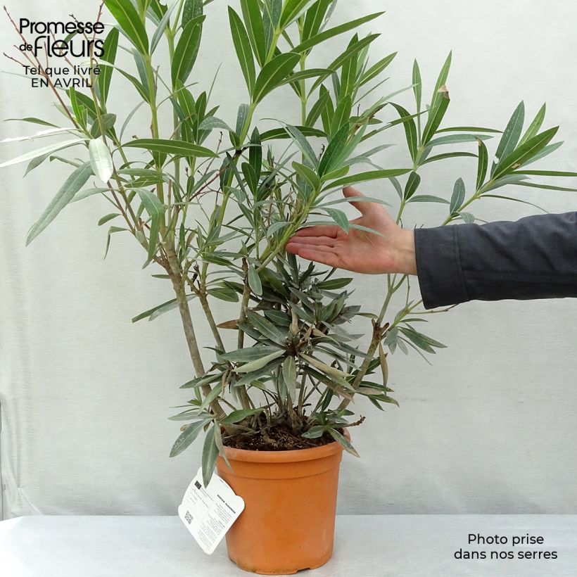 Example of Nerium oleander Roseum Plenum - Oleandro Vaso da 2L/3L, A cespuglio as you get in printemps