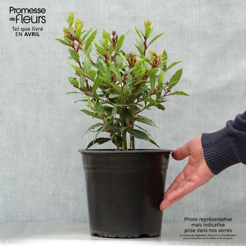 Example of Laurus nobilis Little Ragu - Alloro Vaso da 4L/5L as you get in printemps