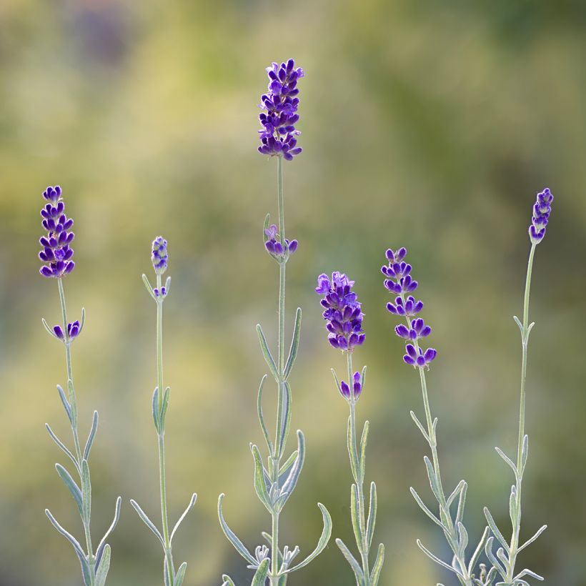 Lavandula angustifolia Hidcote (semi) - Lavanda vera (Flowering)