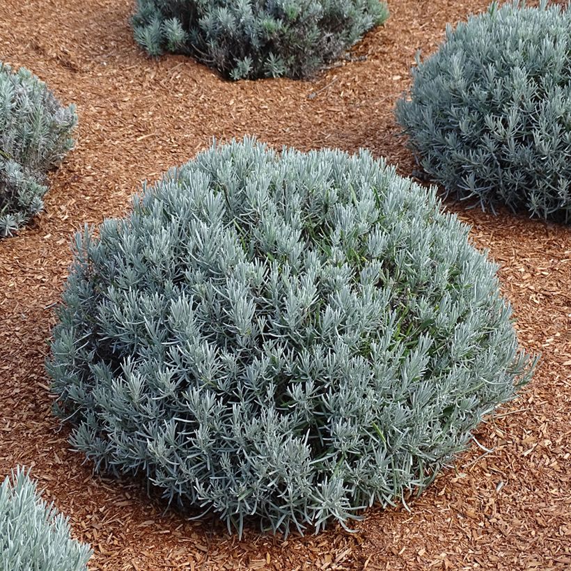 Lavandula intermedia Phenomenal 'Niko - Lavandino (Plant habit)