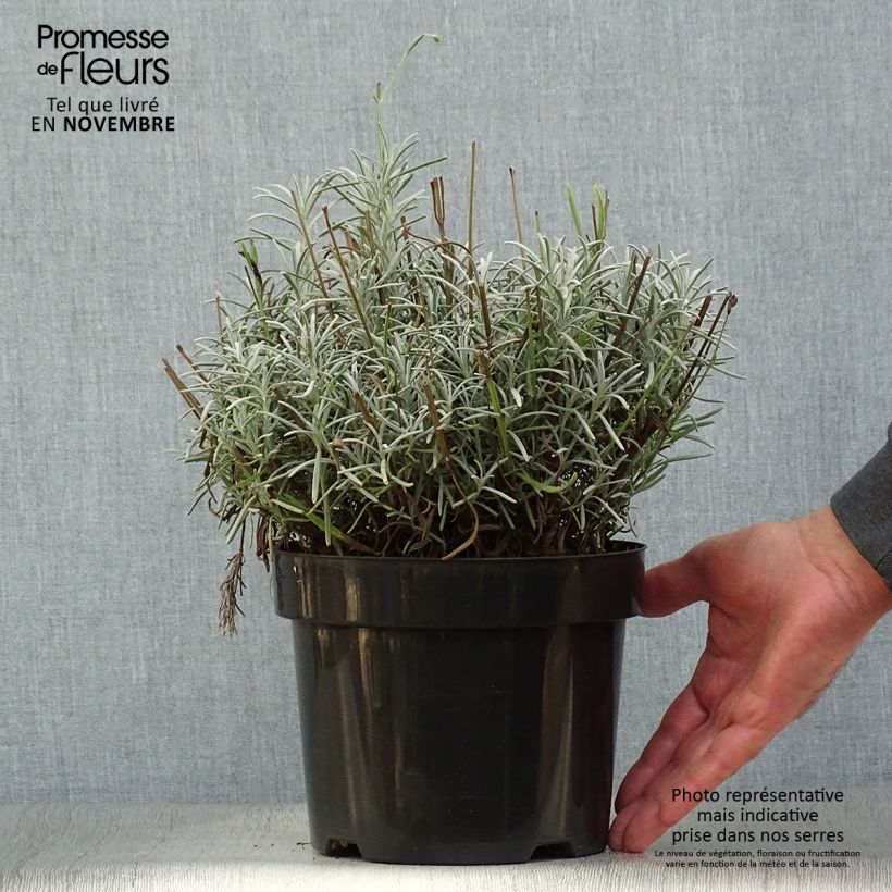 Esemplare di Lavandula intermedia Phenomenal 'Niko - Lavandino Vaso da 2L/3L come consegnato in autunno