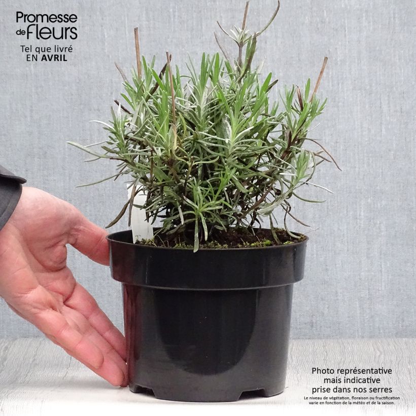 Example of Lavandula intermedia Phenomenal 'Niko - Lavandino Vaso da 2L/3L as you get in printemps