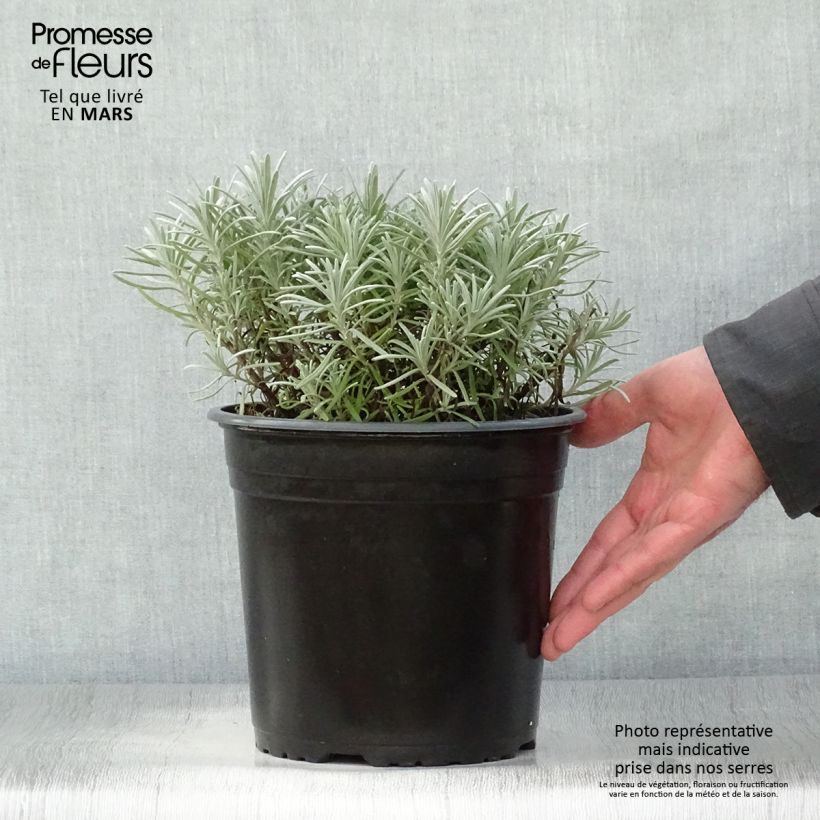 Example of Lavandula intermedia Phenomenal 'Niko - Lavandino Vaso da 4L/5L as you get in printemps