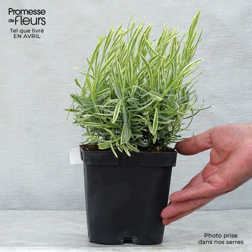 Lavandula intermedia Platinum Blonde - Lavandino Vaso da 1,5L/2L esemplare consegnato in primavera