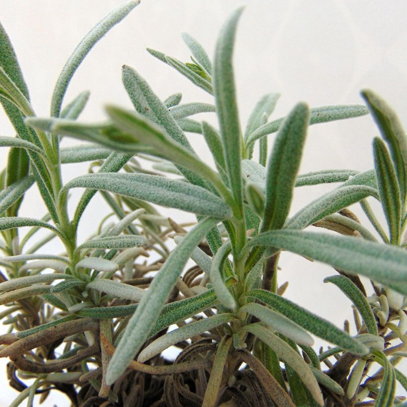 Lavandula Richard Gray - Lavanda (Foliage)