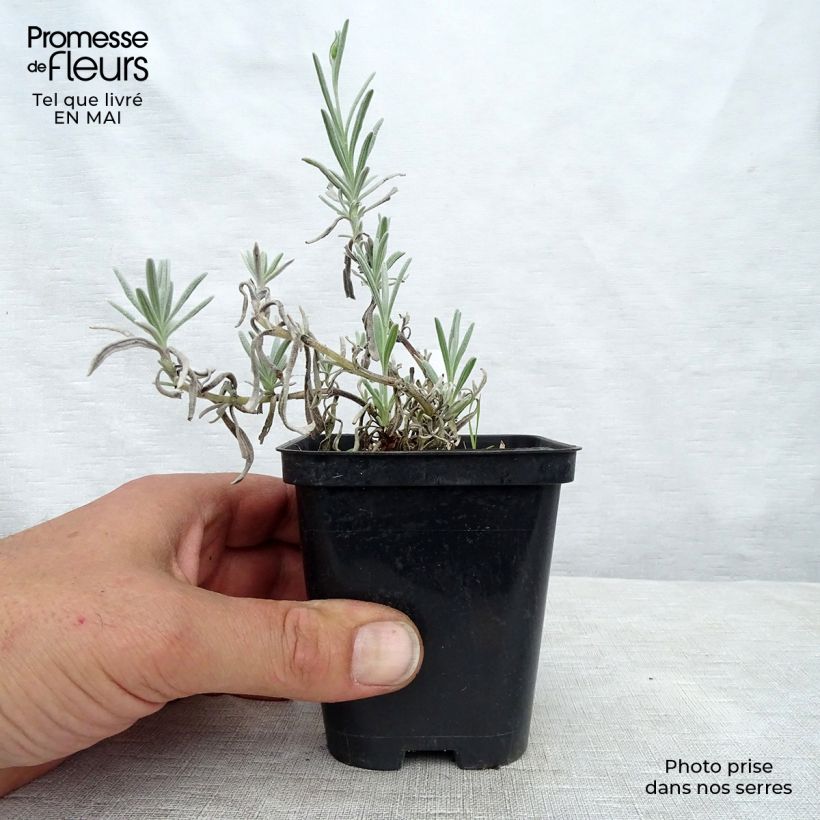 Example of Lavandula Richard Gray - Lavanda Vasetto da 8/9 cm as you get in printemps