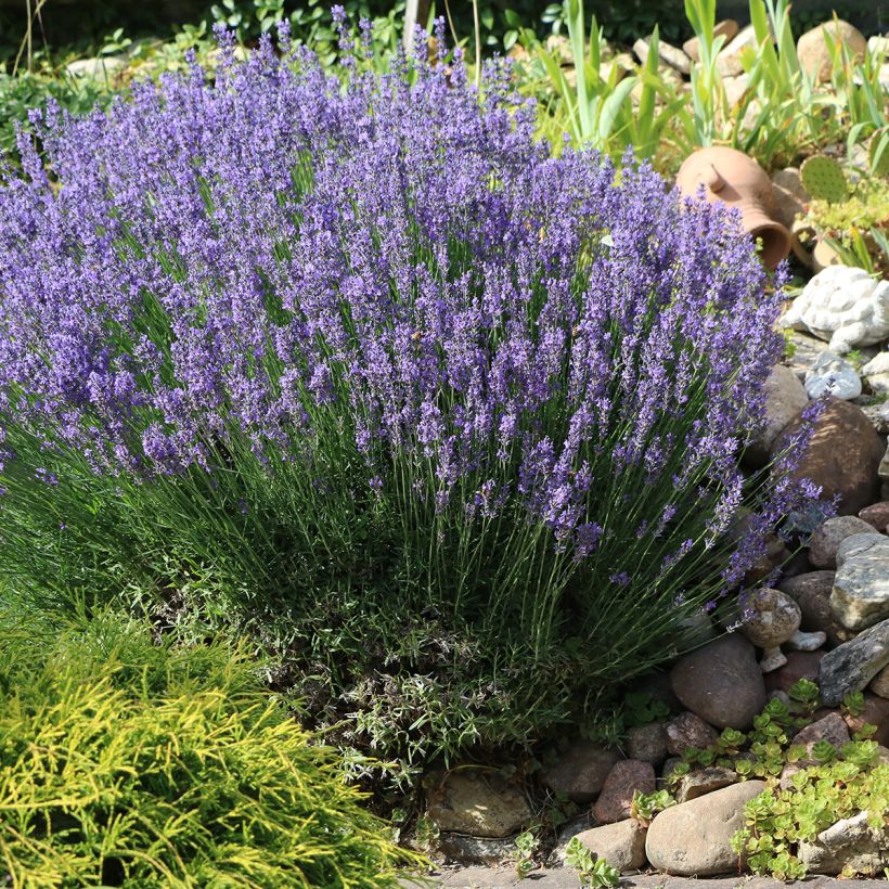 Lavandula officinalis - Lavanda (Porto)