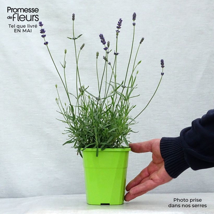 Lavandula angustifolia Bleu de Gien - Lavanda vera Vaso da 1L/1,5L esemplare consegnato in primavera