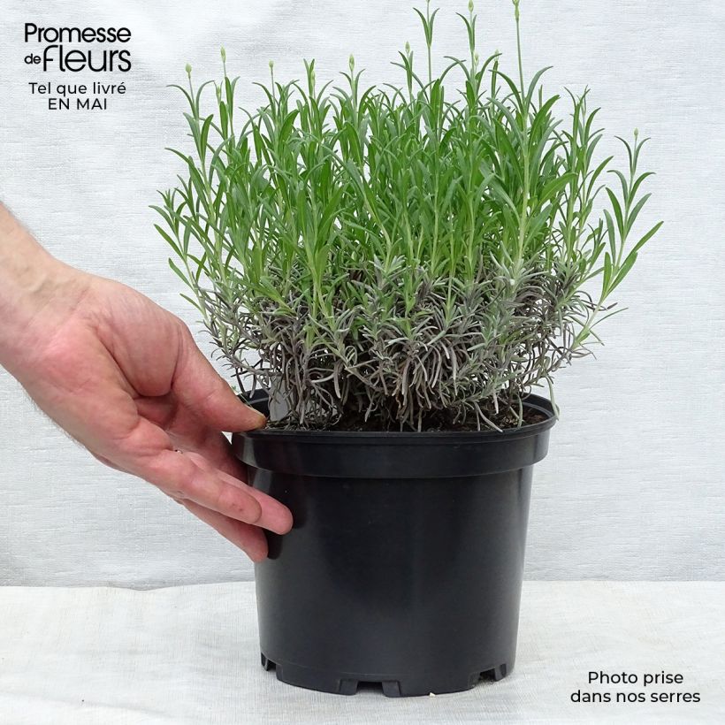 Lavandula angustifolia Munstead - Lavanda vera Vaso da 2L/3L esemplare consegnato in primavera