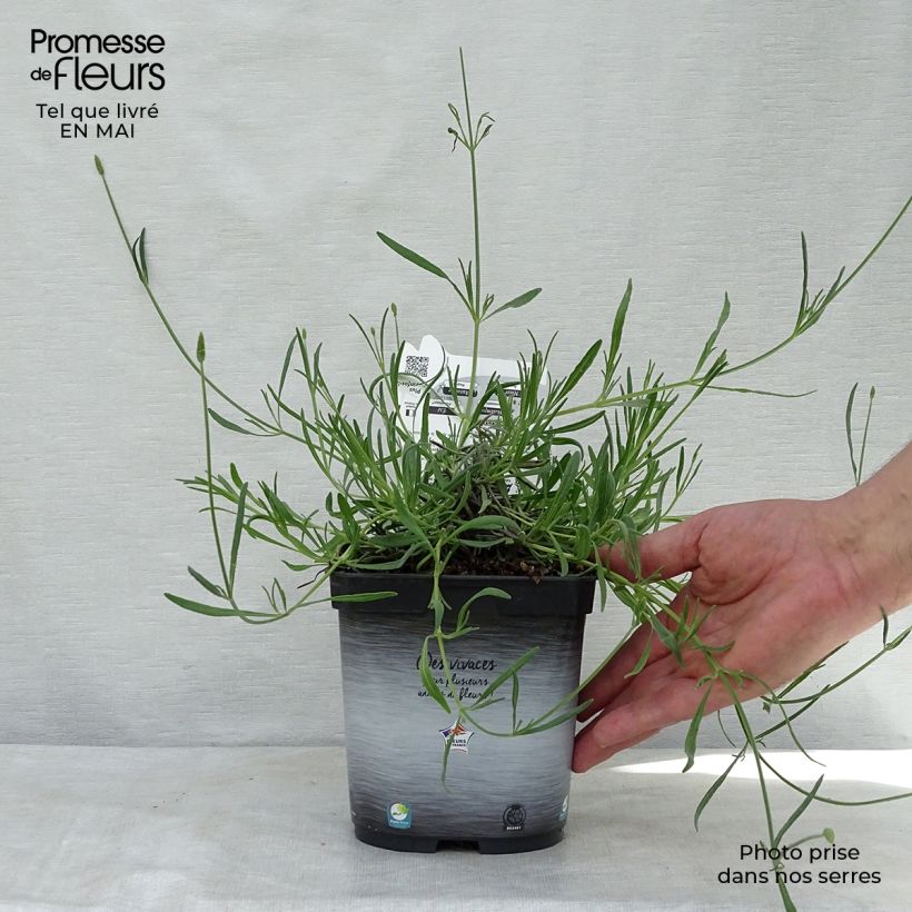 Lavandula intermedia Grosso - Lavandino Vaso da 2L/3L esemplare consegnato in primavera