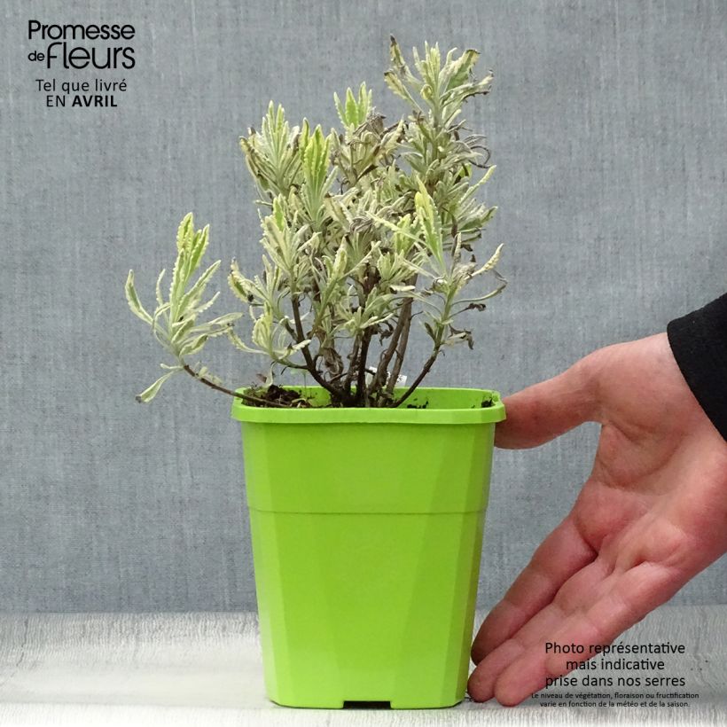 Example of Lavandula Meerlo - Lavanda Vaso da 1,5L/2L as you get in printemps