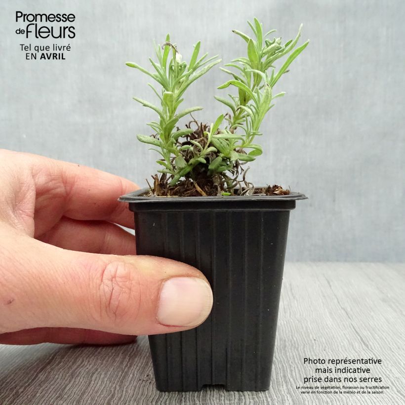 Lavandula stoechas Vasetto da 7/8 cm esemplare consegnato in primavera