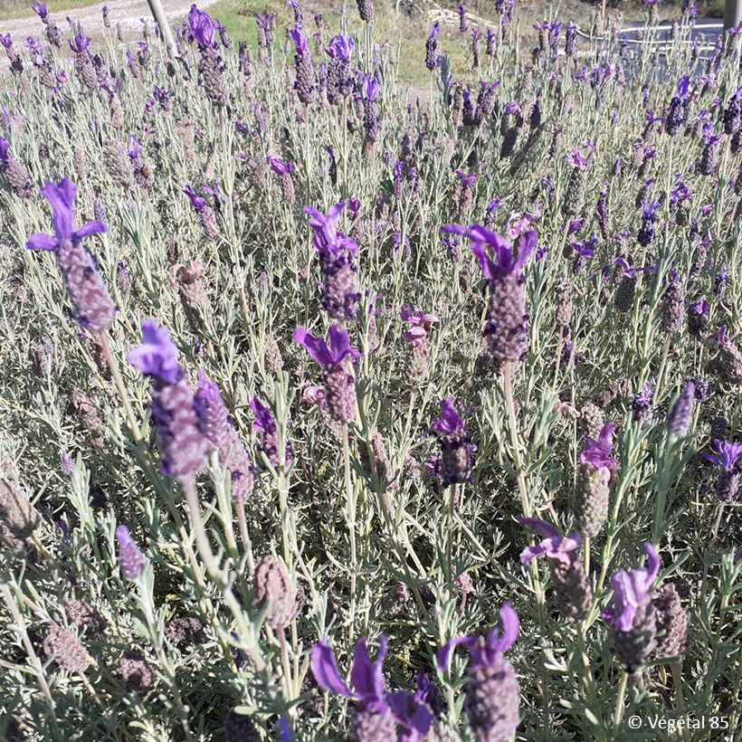 Lavandula stoechas Madrid Purple (Porto)