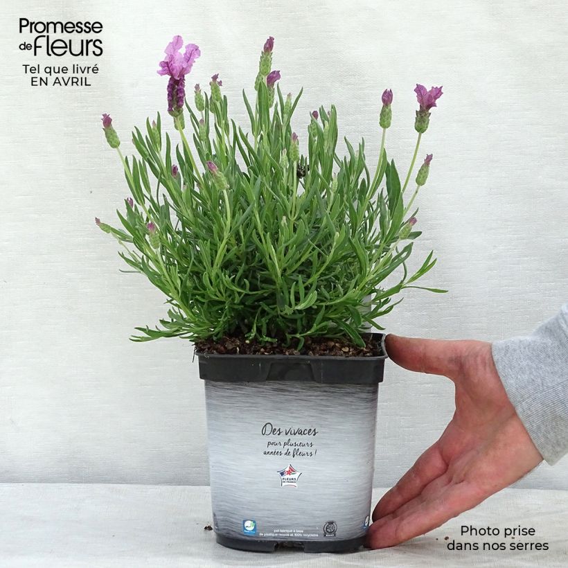 Lavandula stoechas The Princess - Lavanda selvatica Vaso da 2L/3L esemplare consegnato in primavera