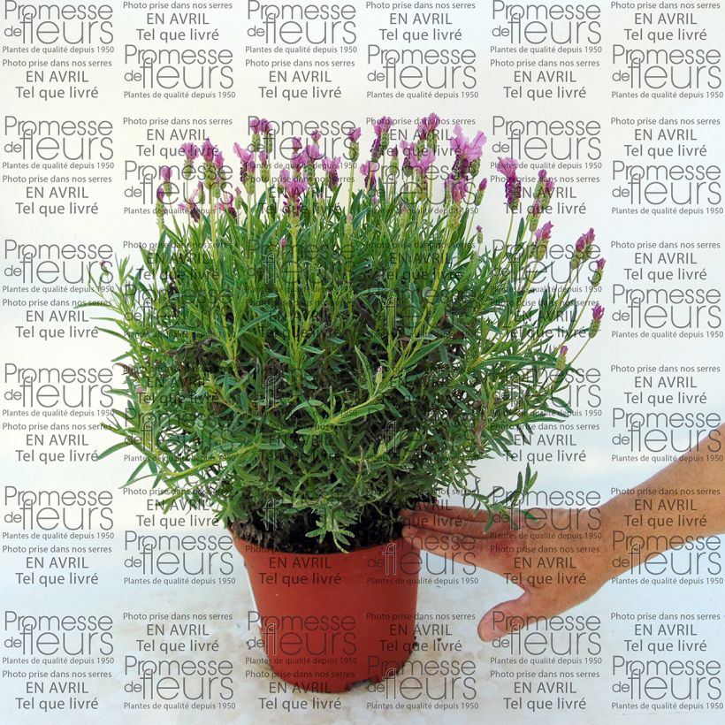 Esempio di esemplare Lavandula stoechas The Princess - Lavanda selvatica Vaso da 4L/5L come consegnato