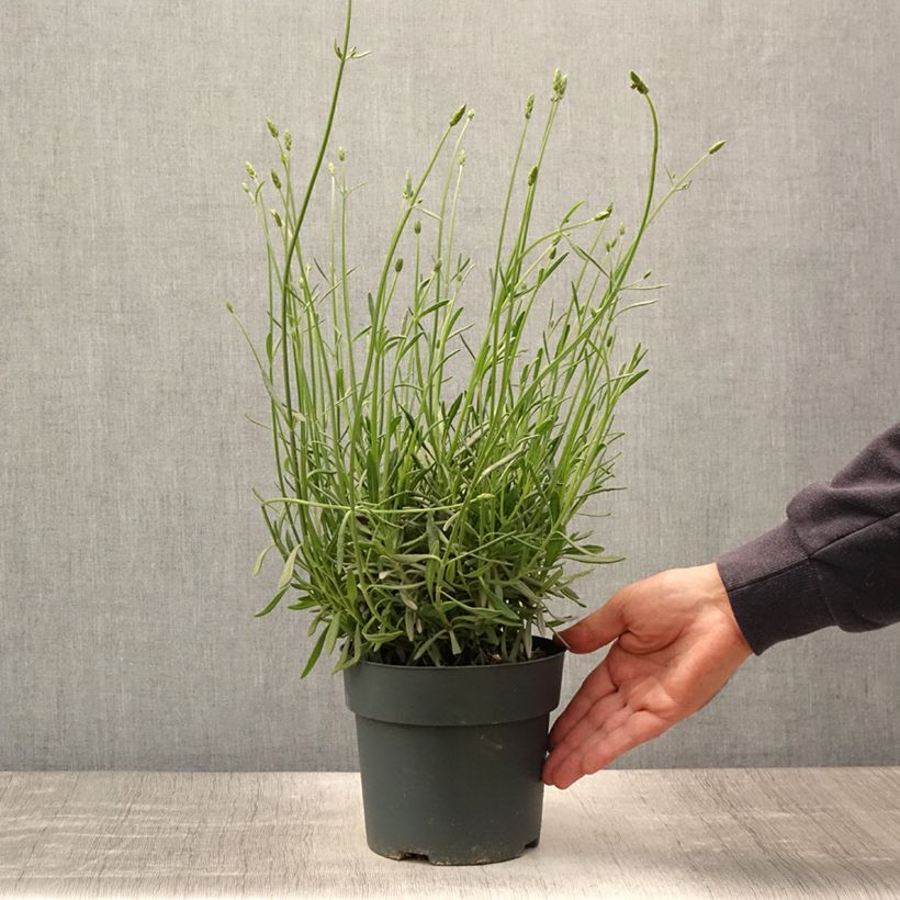 Esemplare di Lavandula intermedia Sensational! - Lavandino Vaso da 2L/3L consegnato in estate