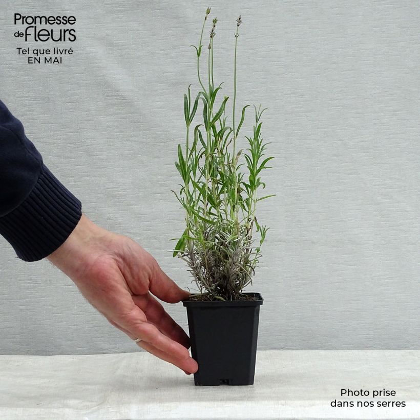 Lavandula angustifolia Dwarf Blue - Lavanda vera Vasetto da 8/9 cm esemplare consegnato in primavera