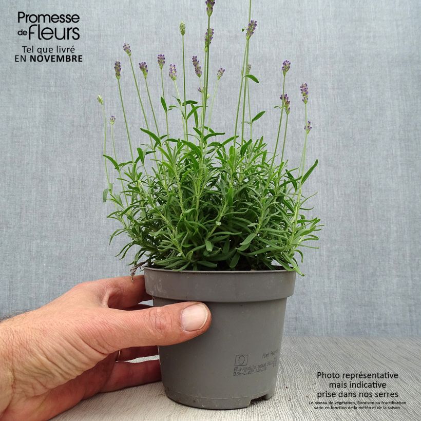 Esemplare di Lavandula angustifolia Hidcote - Lavanda vera Vaso da Ø 12 cm / 13 cm come consegnato in autunno