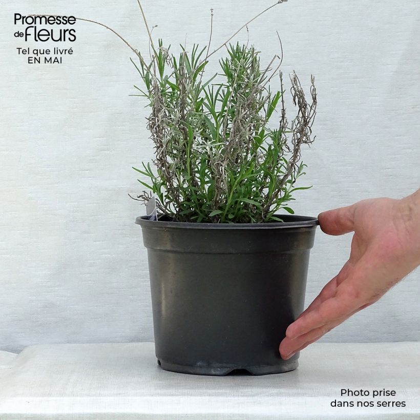 Example of Lavandula angustifolia Hidcote - Lavanda vera Vaso da 3L/4L as you get in printemps