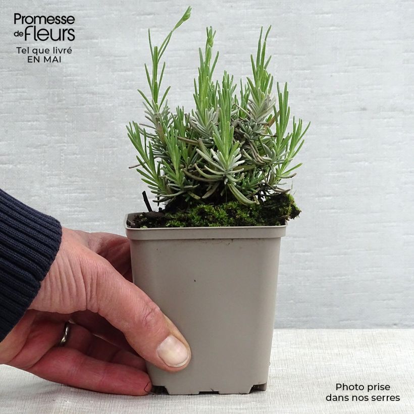 Example of Lavandula angustifolia Hidcote - Lavanda vera Vasetto da 7/8 cm as you get in printemps