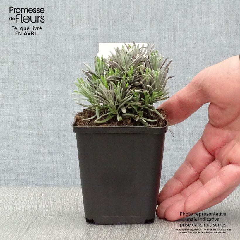 Example of Lavandula angustifolia Rosea - Lavanda vera Vasetto da 7/8 cm as you get in printemps