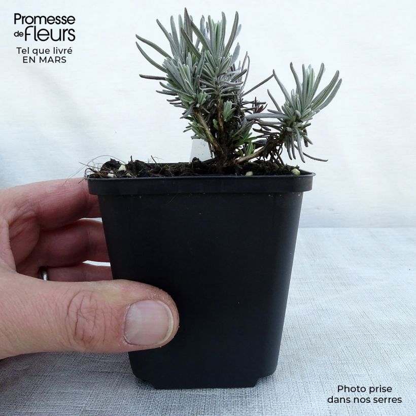 Lavandula angustifolia Siesta - Lavanda vera Vasetto da 8/9 cm esemplare consegnato in primavera
