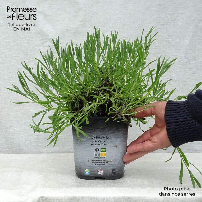 Lavandula intermedia Dutch Group - Lavandino Vaso da 2L/3L esemplare consegnato in primavera