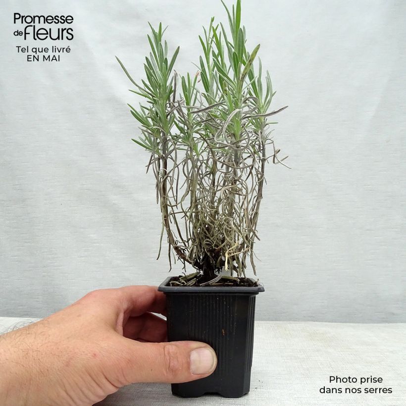 Example of Lavandula intermedia Grappenhall - Lavandino Vasetto da 8/9 cm as you get in printemps