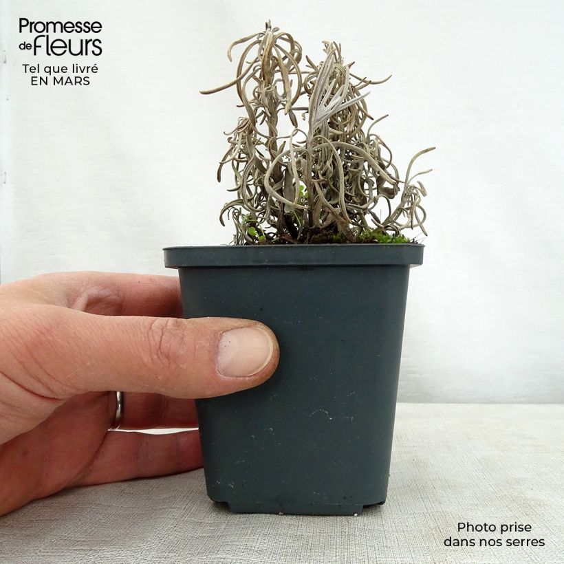 Lavandula intermedia Walburton's Silver Edge - Lavandino Vasetto da 8/9 cm esemplare consegnato in primavera
