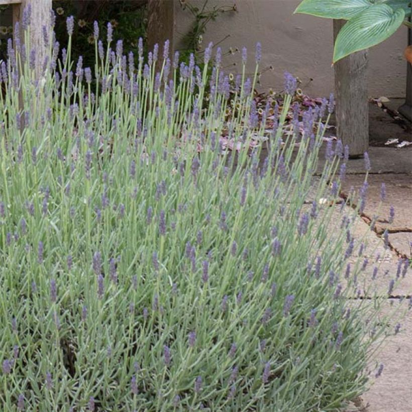 Lavandula Richard Gray - Lavanda (Flowering)