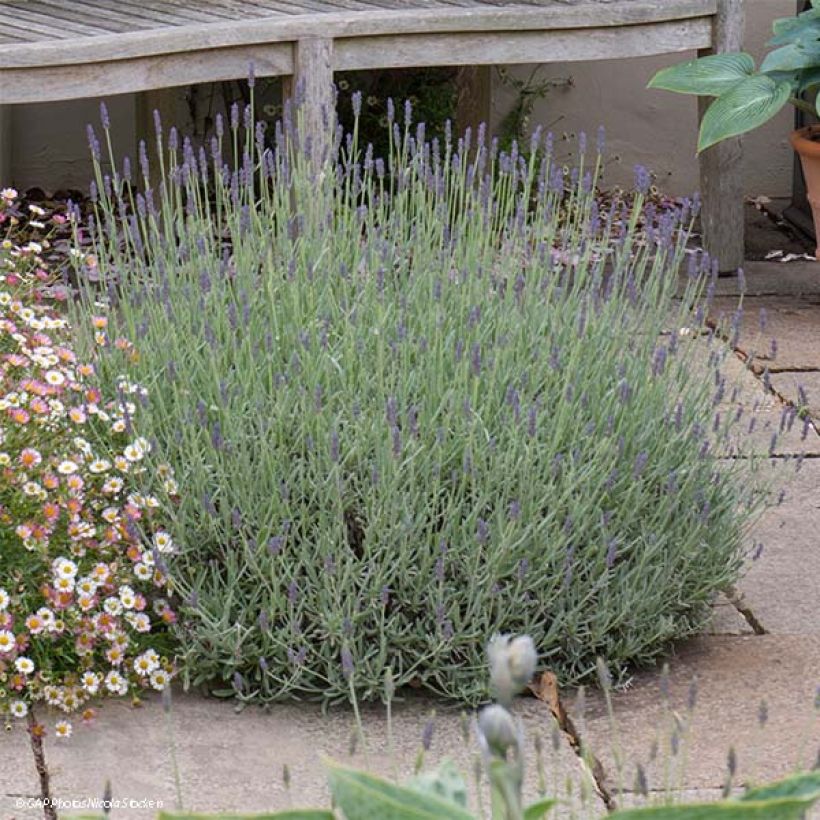 Lavandula Richard Gray - Lavanda (Plant habit)