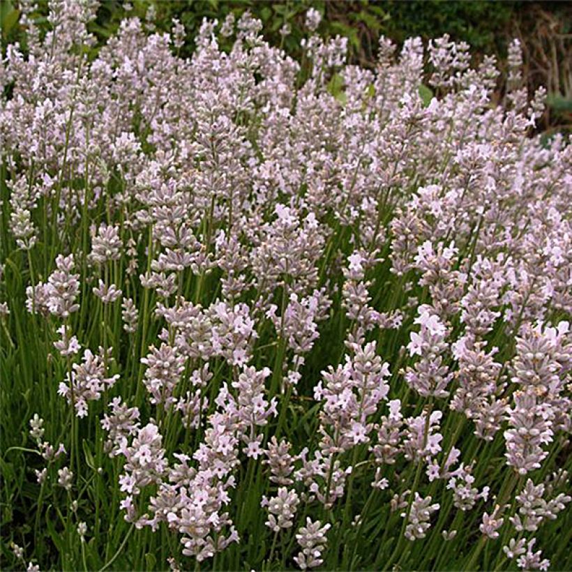 Lavandula angustifolia Rosea - Lavanda vera (Flowering)