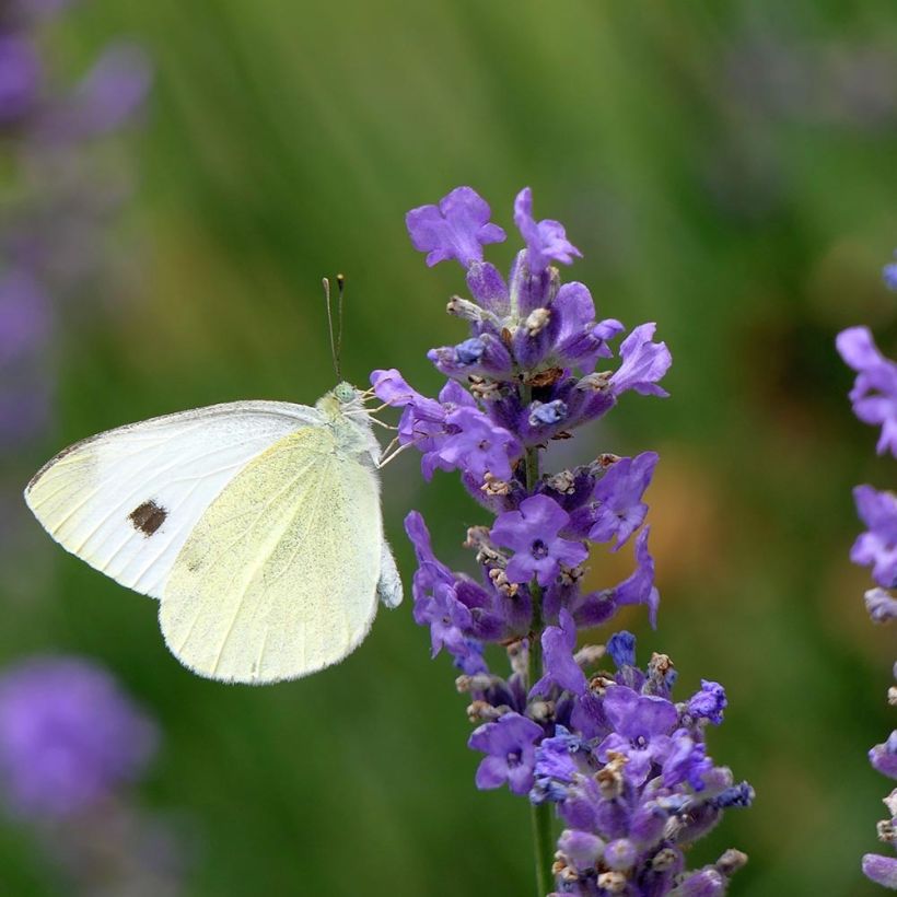 Lavandula angustifolia Siesta - Lavanda vera (Fioritura)