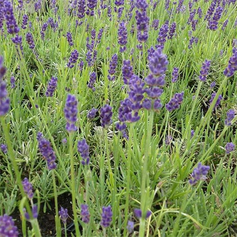 Lavandula angustifolia Twickel Purple - Lavanda vera (Flowering)