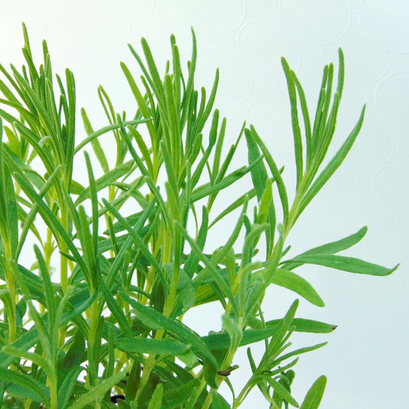 Lavandula angustifolia Twickel Purple - Lavanda vera (Foliage)